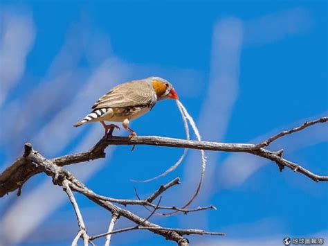 鳥類築巢 本能|研究：鳥不是生下來就會築巢 